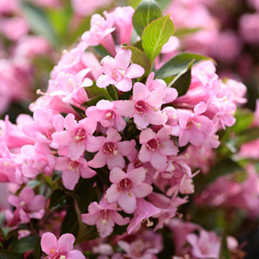   Weigela florida Rosea